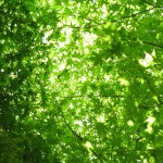 4月の活動説明会、プロジェクト共有会は4月19日(土)の午後に開催！